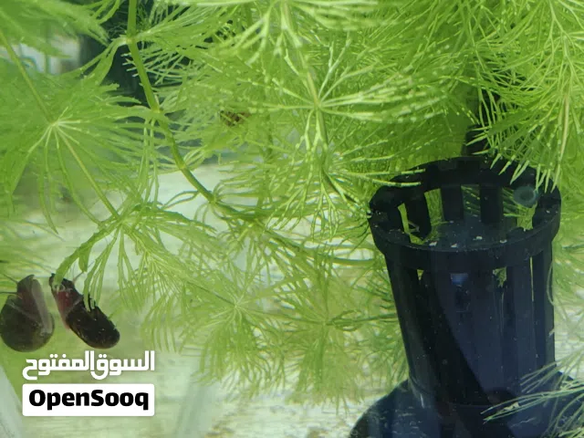 حلزونات لتنظيف الاحواض بدل سمك الزبال