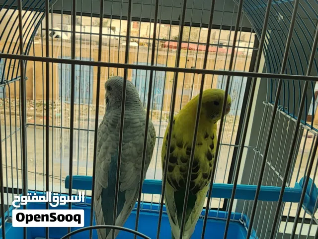 طيور الحب للبيع بسعر القفص