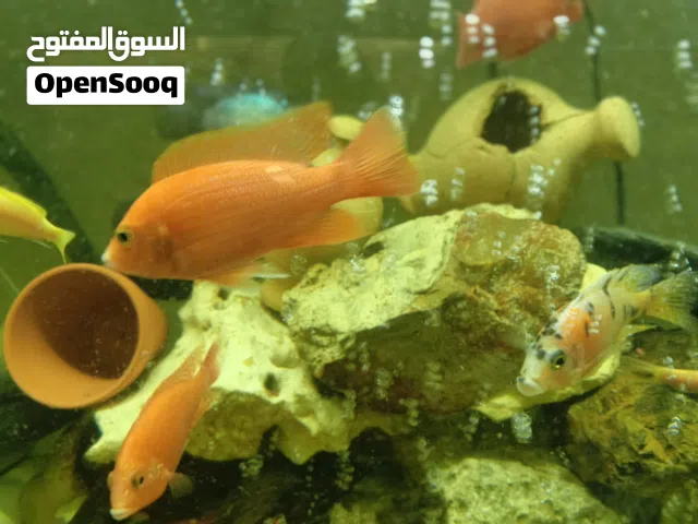different types of chiclets fishes