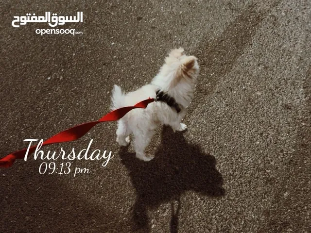 كلب بومارينيان للبيع