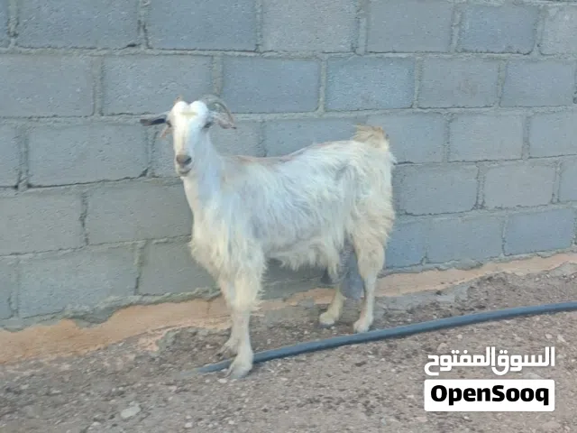 شاه جاموديه للبيع