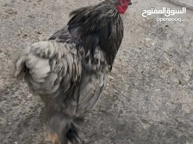 ديك براهمي شغال