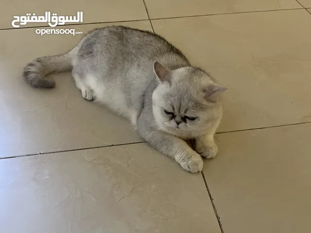 قط ذكر
