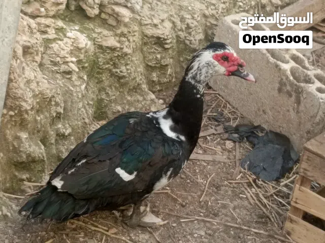 جوز بط  بلدي