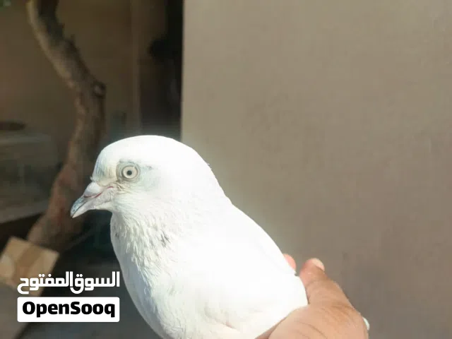 حمام باكستاني