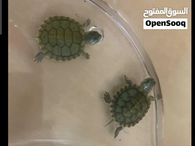 سلاحف زينة للتربية المنزلية