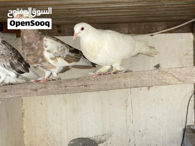 استماره بيع حمام عادي