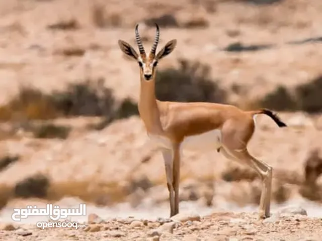 غزال الدماني الرائع (ذكور فقط)