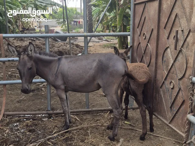 حماره و ولده