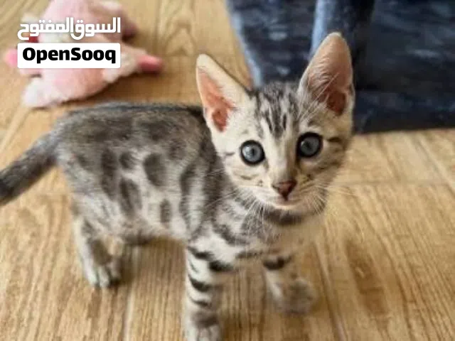 قطه انثى بنغال
