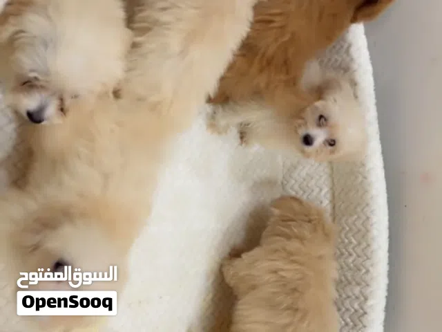 Adorable maltipoos
