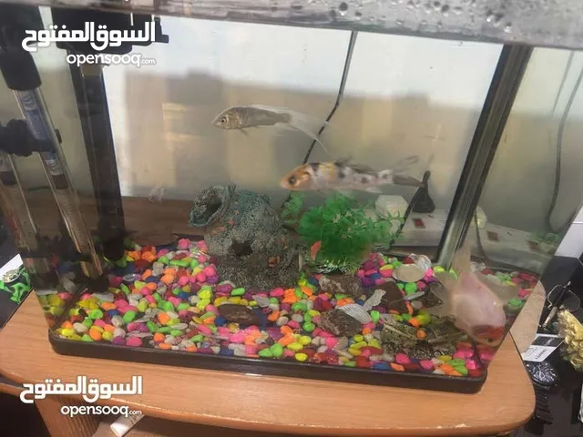 حوض سمك مع ملحقاته للبيع