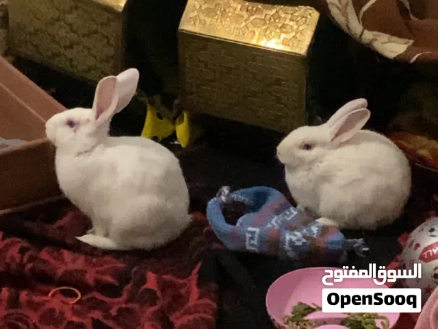 ارانب فرنسي للبيع