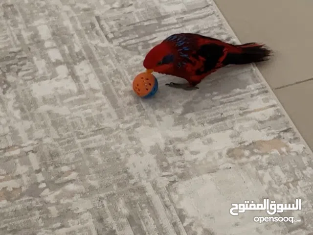 Beautiful Blue-streaked Lory for Sale