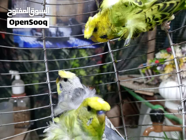 فحله هاجرمو جاهزات الوان كلش حلوه