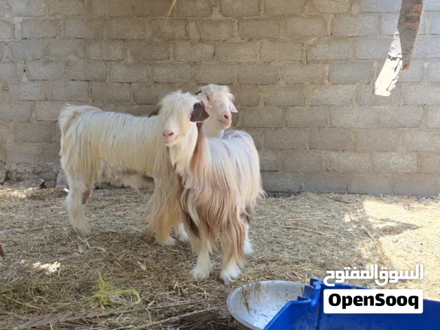 أغنام للبيع الحمد لله حلال طيب  فيه من الرحب قابل للتفاوض بالمعقول عدد الاغنام 6 الجاد يتواصل