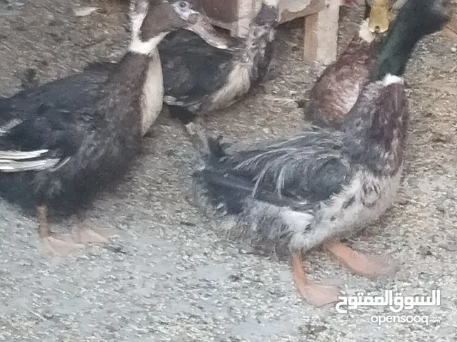 متوفر بط عدد خمسه  على الكوم 25 دينار شغلات