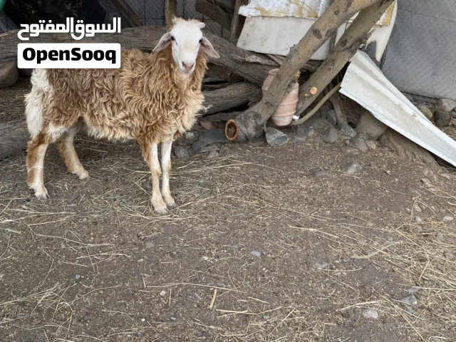 للبيع جدايه وكبش