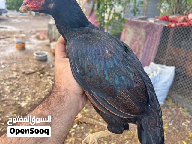 للبيع دجاج