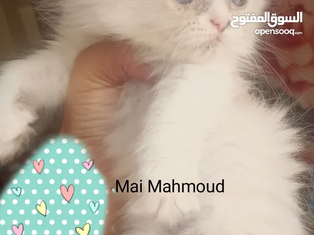 Ragdoll kitten girl