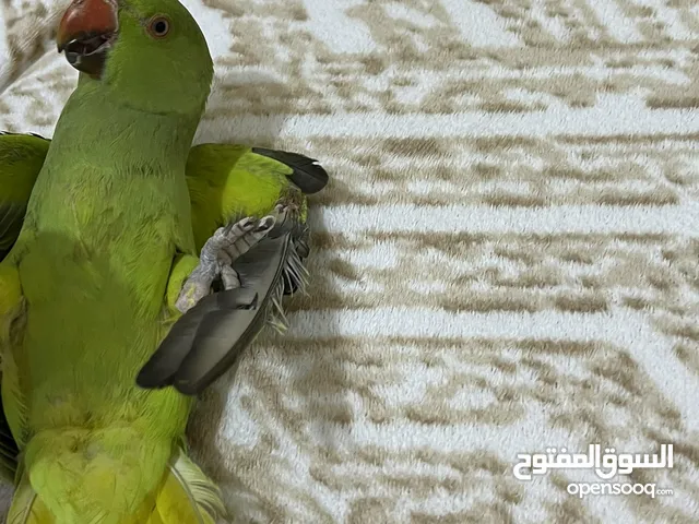ببغاء دره بحاله جيده وسعره مناسب للجميع