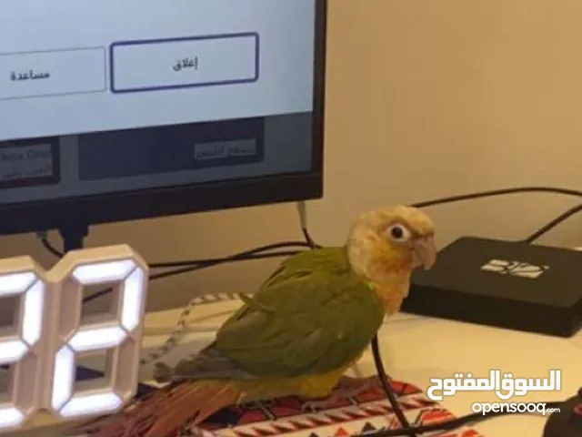 بغبغاء ضايع في الضاهر 5 الي يحصله يرمسني