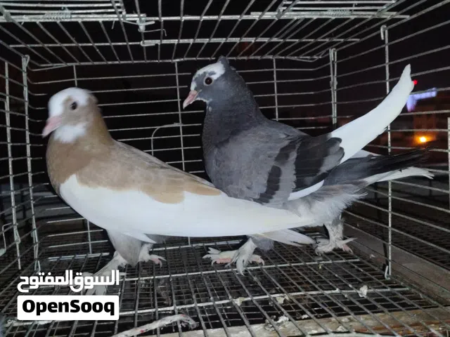 pigeons for sale