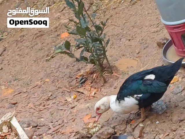 بط بياض إناث فقط للبيع