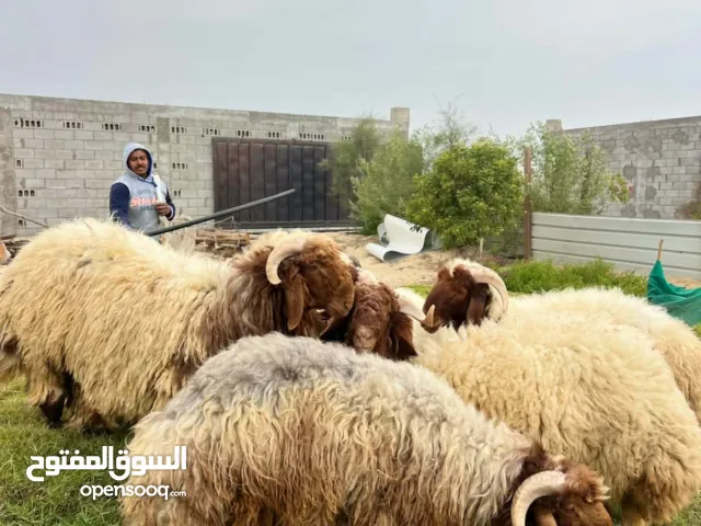 خرفان نعيمي بلدي بري فل نظاف