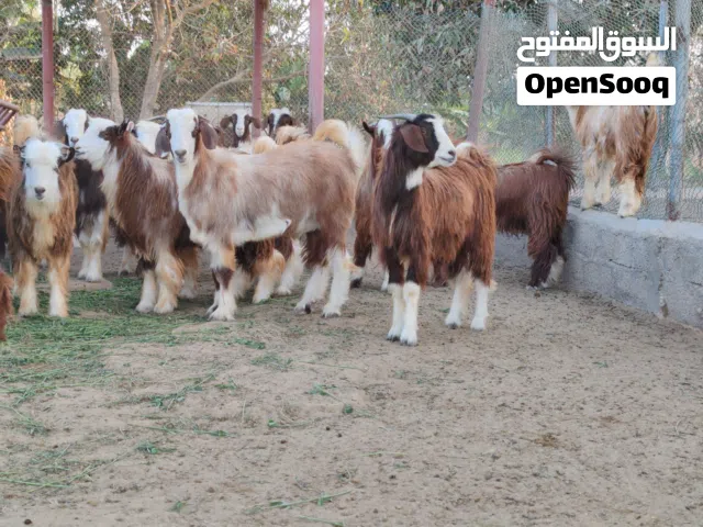 للبيع اغنام