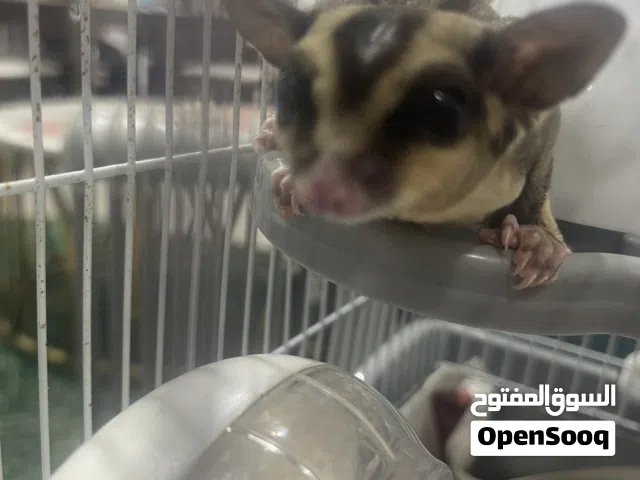 Sugar glider with cage