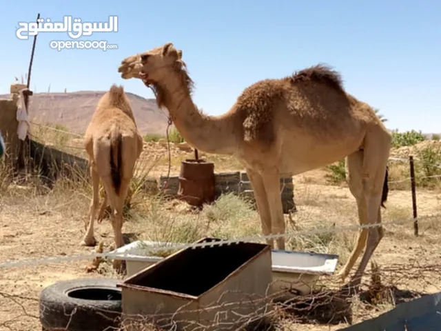 ابل اضاحي العيد تبارك الله