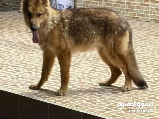 Wolf dog female very friendly