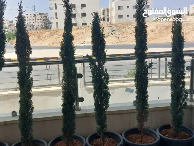 شجر سرو ايطالي عدد 12 الحجم من 1.20سم ولغاية 1.60