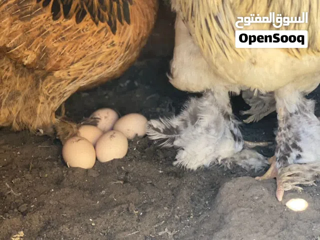 دحي ابراهمة للبيع