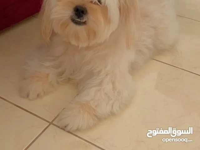 Havanese small dog