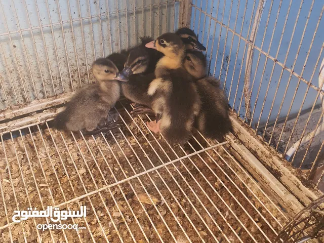 متوافر فروخ بش وفرنسي وبحريني وزينه