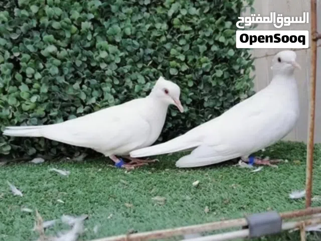 مطلوووب كريميات