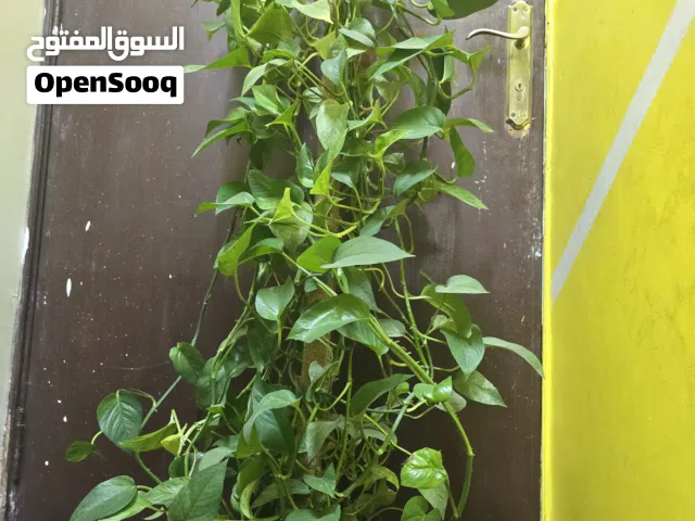 money plant very big size 150cm hight