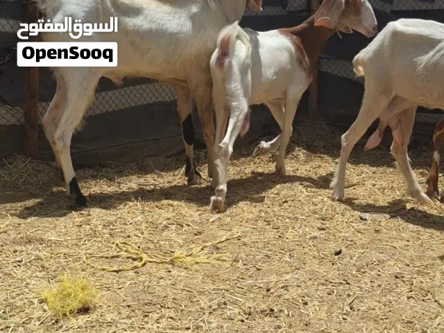 للبيع تيس وثلاثة شوه باقستانيات ماشاءالله تبارك الرحمان