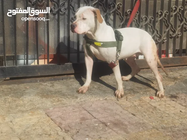 انثاي بتبول