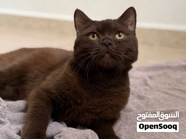 ذكر شوكليت للبيع