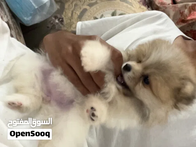 كلب بومرينيان تيدي بير فيس