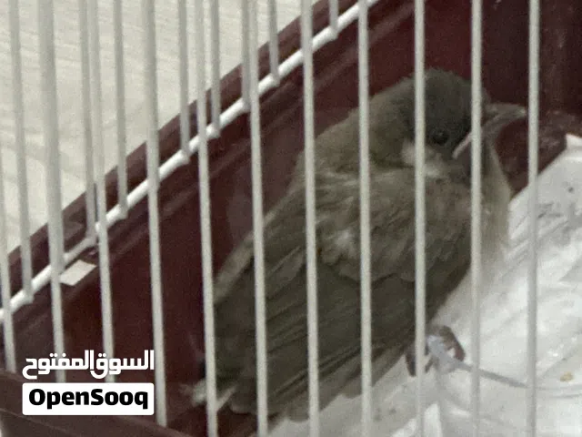 عصفور نادر