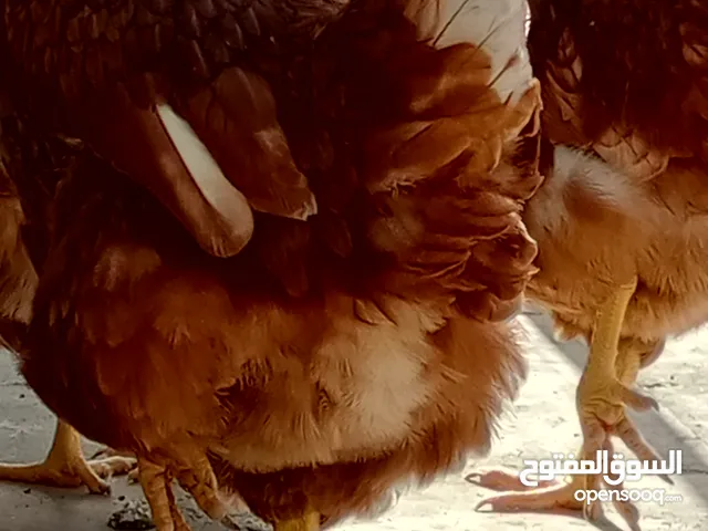 بسم الله دجاج هاي لاين براون فتوح جديد