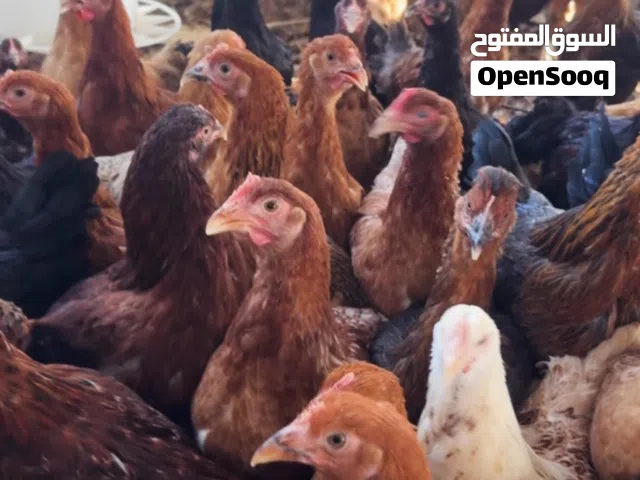 للبيع دجاج وديوك فرنسي دجاج على وجه بيض رقم تواصل