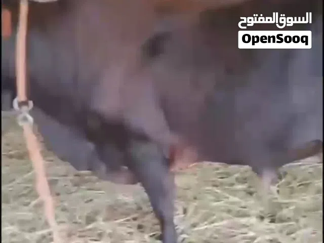 ثور للبيع 1000