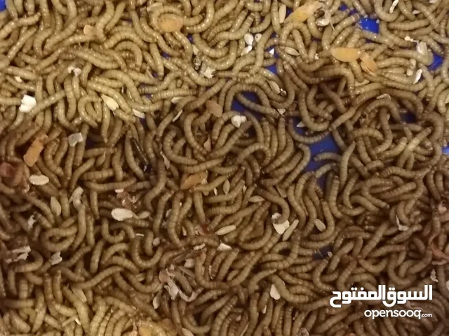 دود الميل ورم(قبابي) mealworm