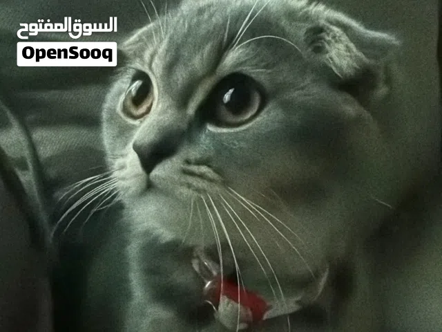 british shorthair gray chinchilla