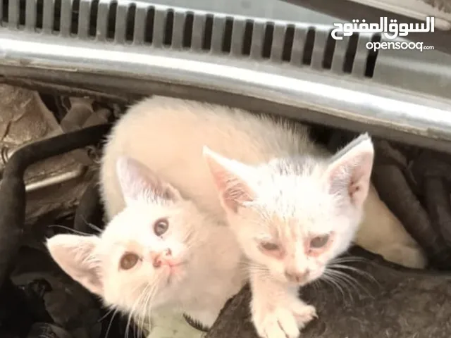 قطة مفقودة بمنطقة رام الله والبيرة